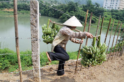 Dân khổ vì sân golf 1 Dân khổ vì sân golf 1