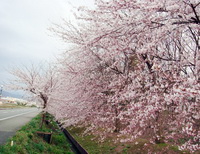 Tháng tư đến Nhật Bản ngắm hoa anh đào