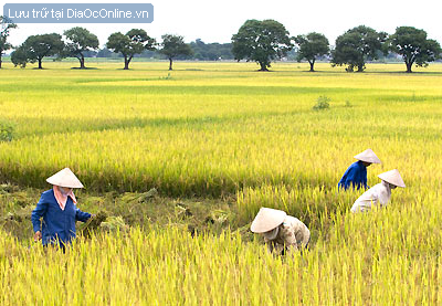 Nên cho đổi đất ở theo tỷ lệ khi thu hồi đất nông nghiệp