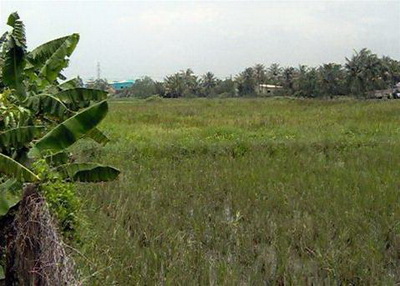 TP.HCM: đất trồng lúa giảm 3000 ha/năm