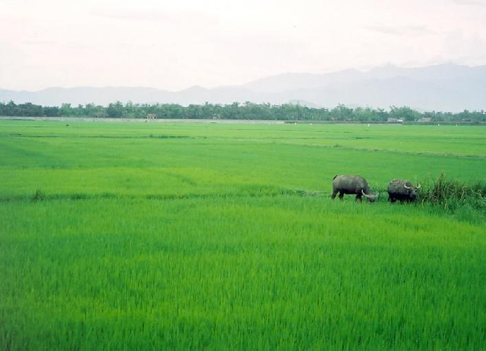  Hà Nội: Cấm chuyển mục đích sử dụng đất lúa