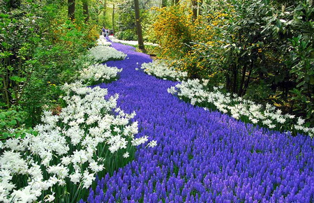 Hoa rực rỡ khắp đất nước Hà Lan