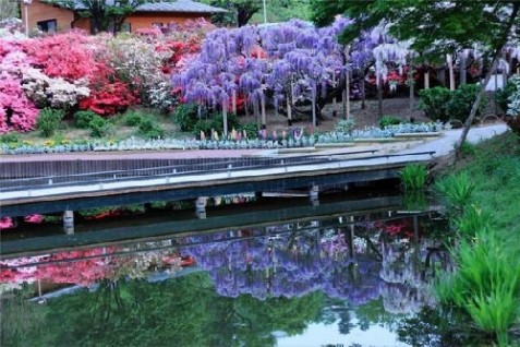 Đẹp mê hồn những thác hoa Tử đằng ở Nhật Bản