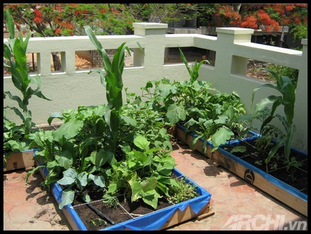 5 lời khuyên hữu ích khi trồng vườn trên sân thượng 