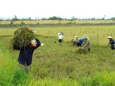 TPHCM thu thuế đất phi nông nghiệp