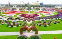Dubai Miracle - Vườn hoa tự nhiên lớn nhất hành tinh