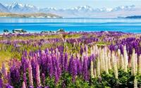Ngắm thiên đường hoa lupine New Zealand