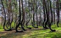 Kỳ lạ rừng thông cong gốc ở Ba Lan