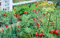 Tập trồng rau tại nhà như chuyên gia