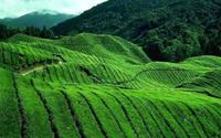 Hành trình qua những vùng đất trồng trà ở Trung Quốc