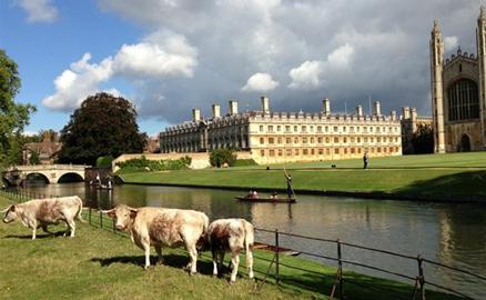 Thăm Trường Đại học Cambridge