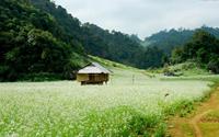 Mộc Châu xanh chè, trắng cải, vàng dã quỳ