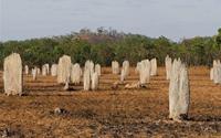 Nghĩa địa mối khổng lồ ở Australia