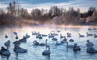 Vẻ đẹp kỳ ảo của hồ Thiên Nga trong mùa đông chết