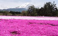 Ngắm hoa shibazakura dưới chân núi Phú Sĩ