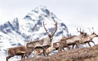 Cảnh thiên nhiên hoang dã đẹp sững sờ ở Alaska