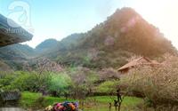 Đẹp "lịm tim" mùa xuân sớm trên những bản làng Mộc Châu