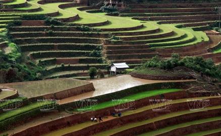 Lấp lánh ruộng bậc thang "hút hồn" du khách tại Mù Cang Chải