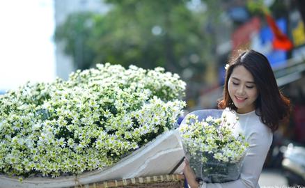 Cúc họa mi báo hiệu mùa đông Hà Nội