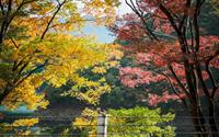 Nhật Bản rực rỡ lá vàng cuối thu