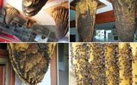 Độc đáo bảo tàng ong tại Tây Ban Nha