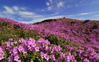 Những mùa hoa rực rỡ trên khắp Hàn Quốc