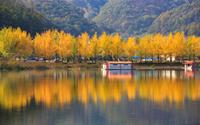 Cây ngân hạnh 'nhuộm vàng' mùa thu Hàn Quốc