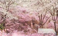 Xứ sở cổ tích ngập tràn hoa trên núi ở Hàn Quốc