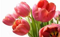 Hoa tulip nở rực đúng dịp Tết nhờ biết cách chọn củ và bón thúc đơn giản không ngờ