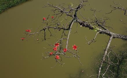 Hoa gạo tháng 3 chở bao thương nhớ