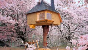 15 thiết kế nhà trên cây tuyệt đẹp khiến bạn “ngắm không chớp mắt”