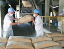 Dự trữ xi măng giảm do cước phí vận chuyển tăng