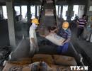 Thị trường ximăng 2014: Tiêu thụ nội địa và xuất khẩu “được mùa”