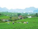 Sử dụng đất nông - lâm trường: Cần gia tăng hiệu quả quản lý
