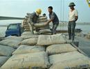 Sản lượng tiêu thụ xi măng tăng, giá ổn định