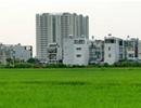 Thủ tướng đồng ý cho Hà Nội chuyển đổi 61,8 ha đất trồng lúa sang đất phi nông nghiệp