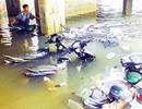 Nỗi lo ngập hầm chung cư