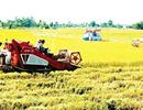 Đề nghị tiếp tục thực hiện thu thuế nông nghiệp sau năm 2020