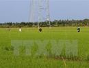 Tập trung ruộng đất cho sản xuất nông nghiệp quy mô lớn