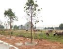 TP.HCM: Phân lô, tách thửa diễn biến vẫn phức tạp dù có quy định mới