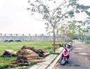 Xu hướng tăng giá đất nền