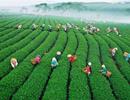 Bảo Lộc: Nhiều tiềm năng, lắm cơ hội