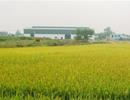Bắc Ninh chuyển mục đích sử dụng 23 ha đất trồng lúa sang đất phi nông nghiệp