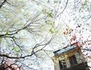 Hà Nội đề xuất xây nhà cao tầng trong khu phố cũ