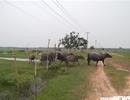 Dự án Sài Gòn Safari bị 'cắt' chức năng nhà ở, nghỉ dưỡng
