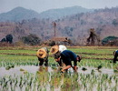 Thái lan: Đất nông nghiệp giảm mạnh, nông dân bỏ ruộng