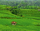 Bali: thiên đường bị đảo lộn