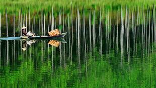 Rừng thông in bóng, một trong những nét đẹp đặc trưng của hồ Tuyền Lâm - Đà lạt