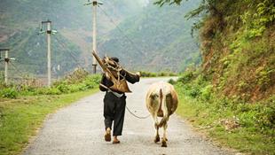 Một lão nông người Tày và con bò đang trên đường về nhà