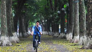 Trên các con phố Phan Đình Phùng, Trần Phú...  lá sấu rụng như trải thành những tấm thảm